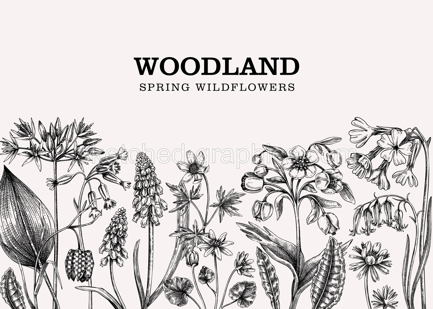 Spring banner with meadows and wildflowers. Easter frame. Floral backdrop. Woodland plants and flowers sketches. Cowslip, bluebell, grape hyacinth, hellebore, fritillary, wood anemone botanical design Illustration